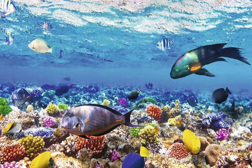 gde_luchshe_sharm_el_sheih_ili_hurgada_2.jpg